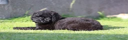 Cavapoo dogs for sale: Beautiful Cavapoo puppies for sale - Advert 19