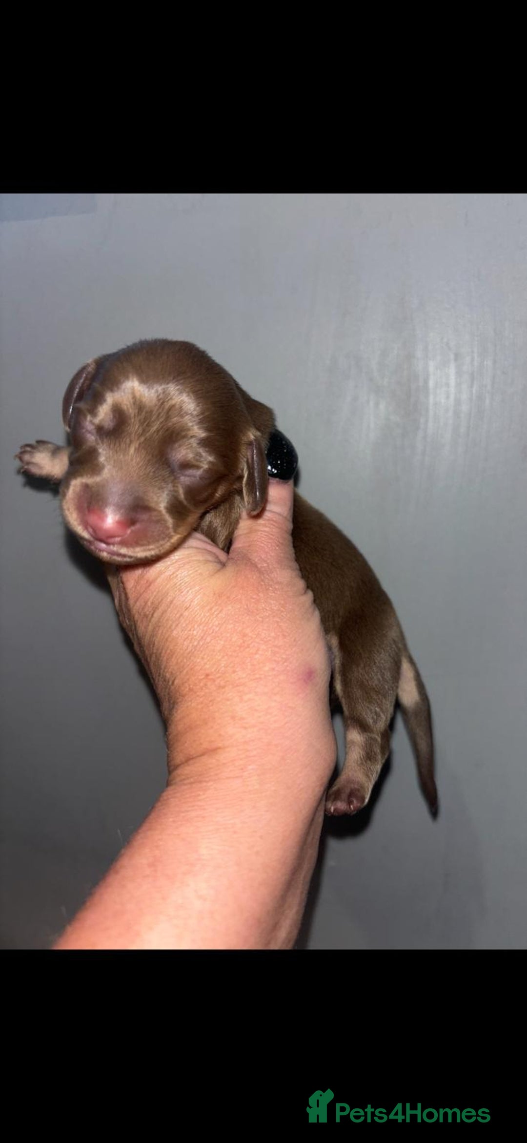 Dachshund dogs for sale: Miniature dashboard babies  - Advert 4