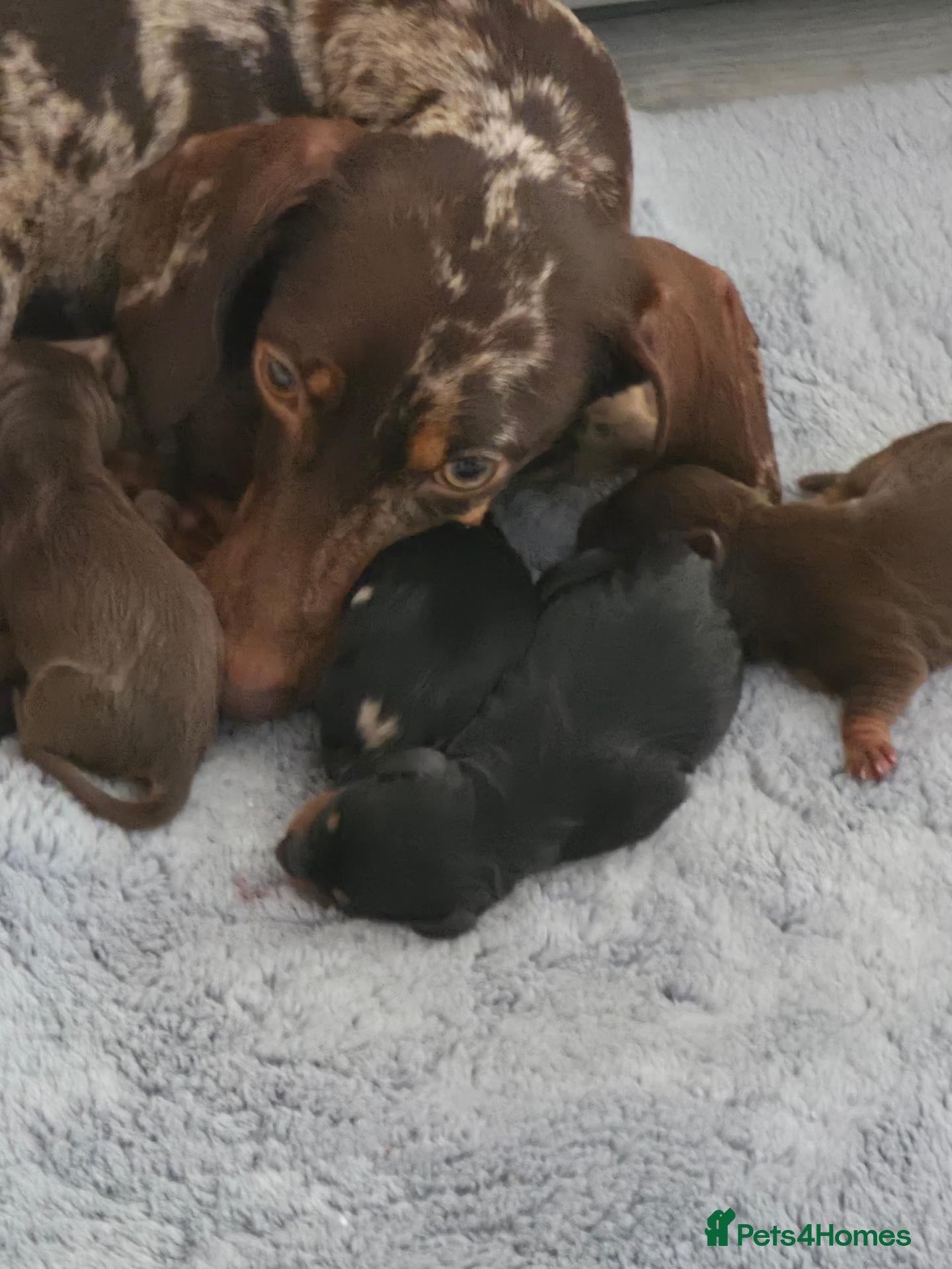 Dachshund dogs Dascund puppies for sale  - Advert 2