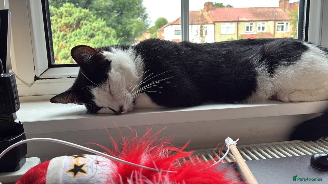 Domestic Shorthair cats for sale: 2-year-old tuxedo cat, ready to be rehomed - Image 7