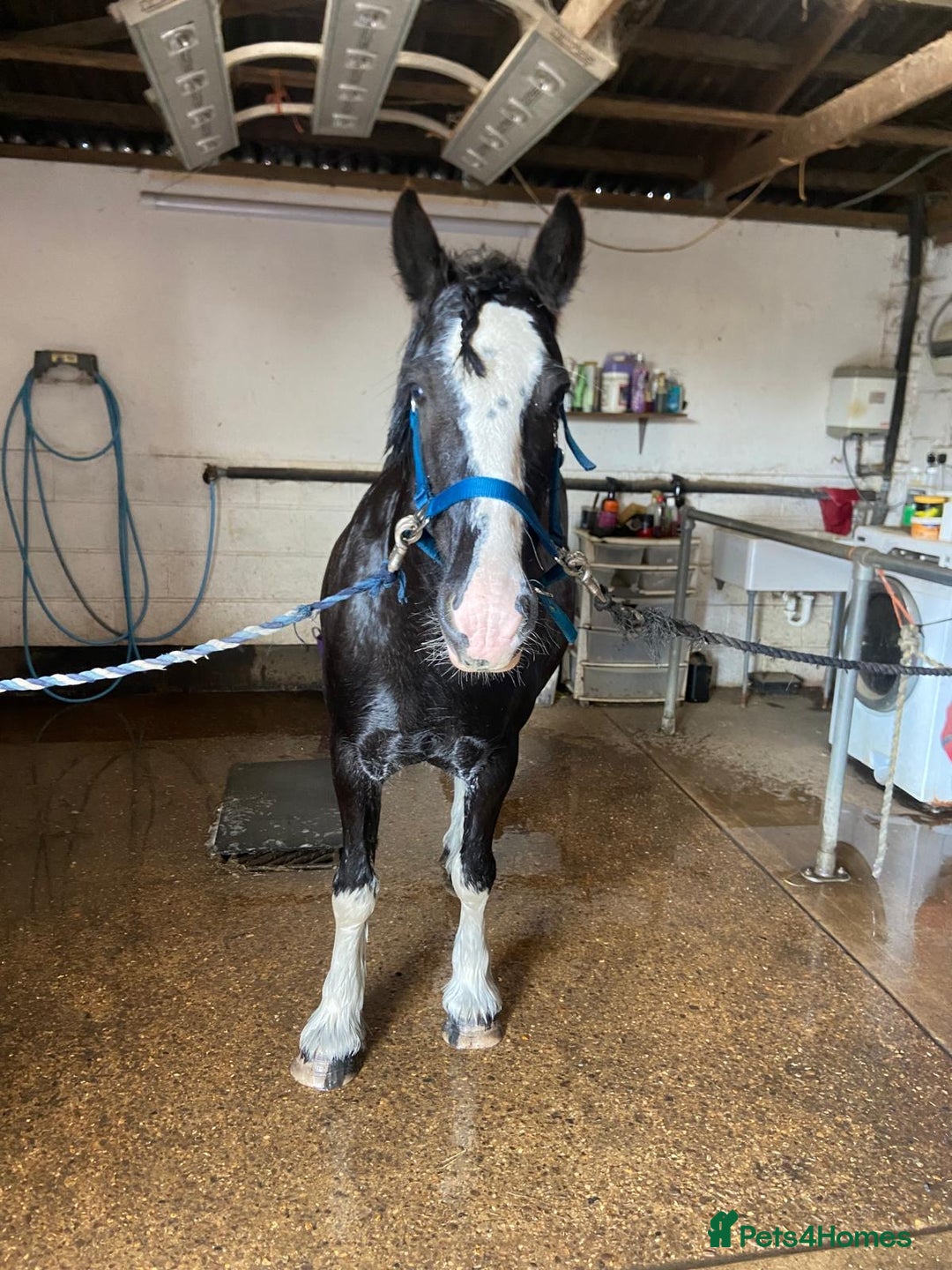Irish Cob horses for sale: Fantastic first pony - Image 9