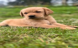 Goldador dogs for sale: Beautiful Chunky Goldador Puppies - Image 1