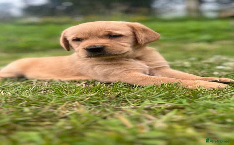Goldador dogs - Advert 11