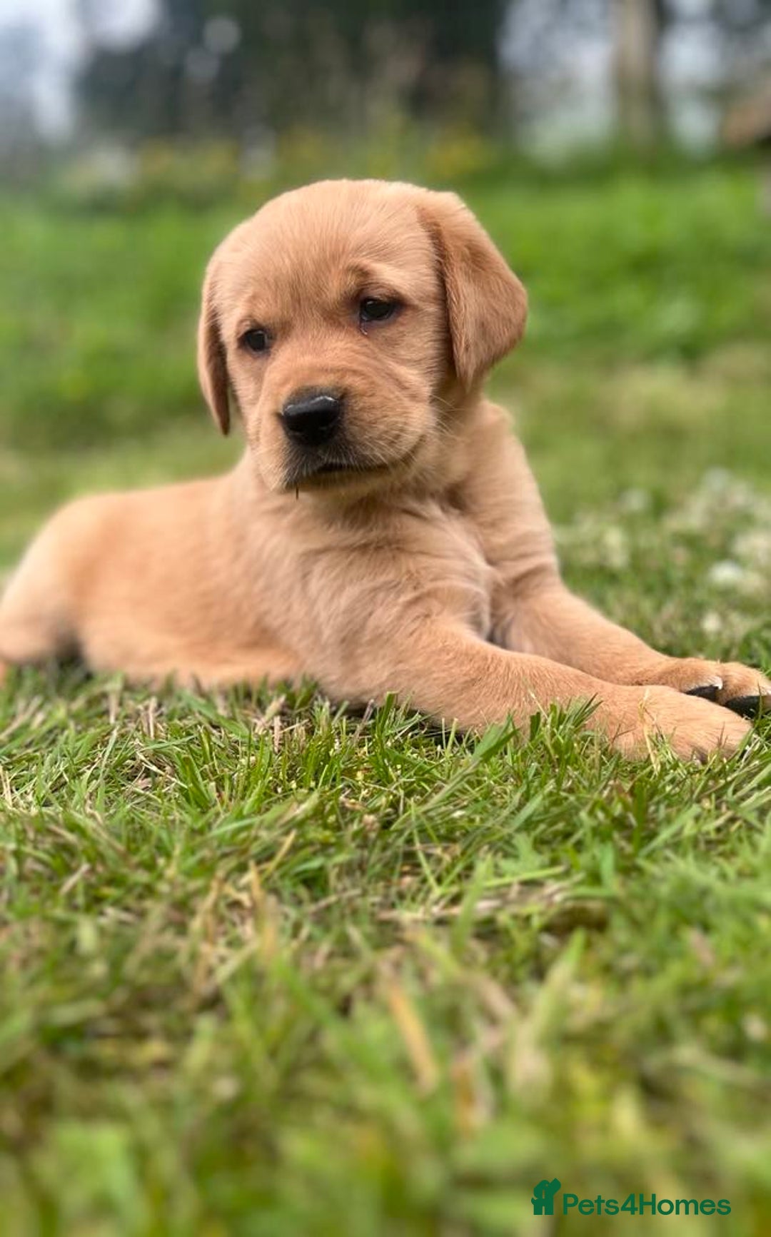 Goldador dogs for sale: Beautiful Chunky Goldador Puppies - Image 1