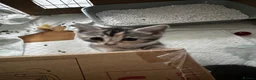 British Shorthair cats for sale: Bengal x British short hair  - Advert 21