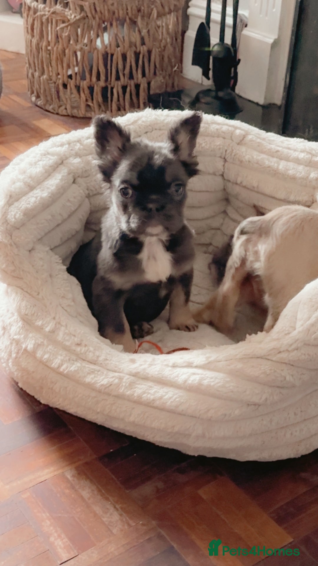 French Bulldog dogs for sale: Last girl Full fluffy French bulldogs REDUCED  - Advert 18