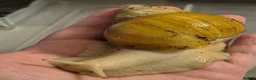 Snails invertebrates for sale: Baby Giant African land snail with temp. set up  - Advert 12