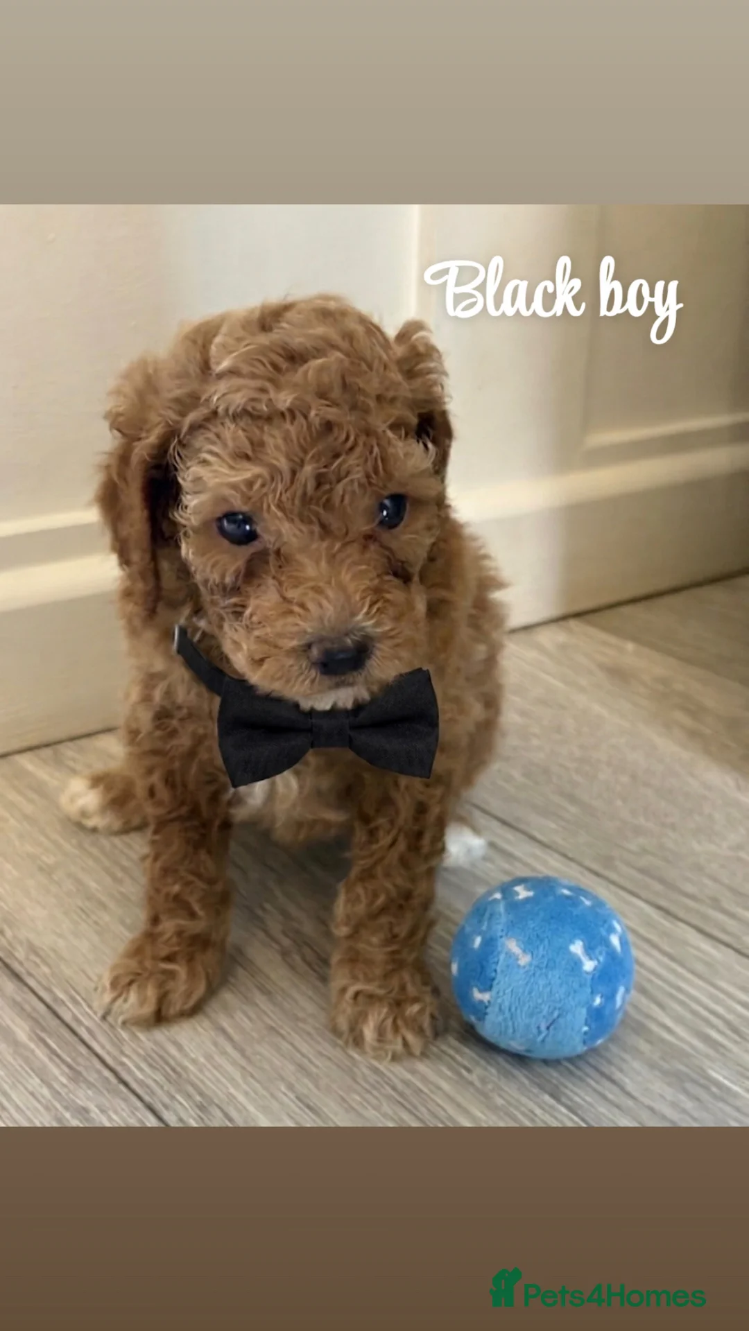 Mini Goldendoodle dogs for sale: Beautiful Mini Double Doodles  - Advert 2