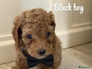 Goldendoodle dogs Beautiful Mini Double Doodles - Advert 1