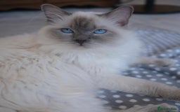 Ragdoll cats for sale: Championship 5 Generation Pedigree GCCF Ragdolls - Image 6