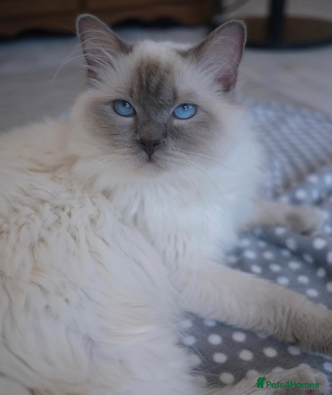 Ragdoll cats for sale: Championship 5 Generation Pedigree GCCF Ragdolls - Image 6