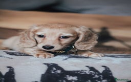 Miniature Dachshund dogs for sale: CREAM MINIATURE DACHSHUNDS CHAMPION PEDIGREE  - Image 16