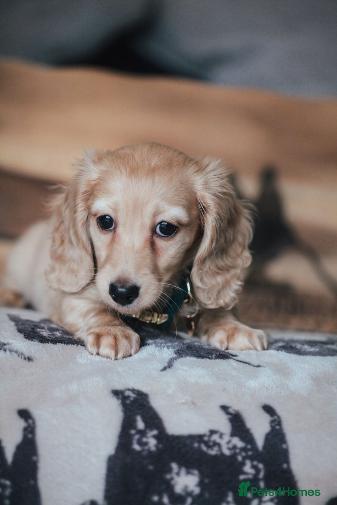 Miniature Dachshund dogs for sale: CREAM MINIATURE DACHSHUNDS CHAMPION PEDIGREE  - Image 16