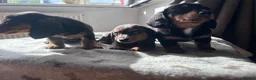 Miniature Dachshund dogs for sale: *** 3 beautiful mini dachshunds ** - Advert 26