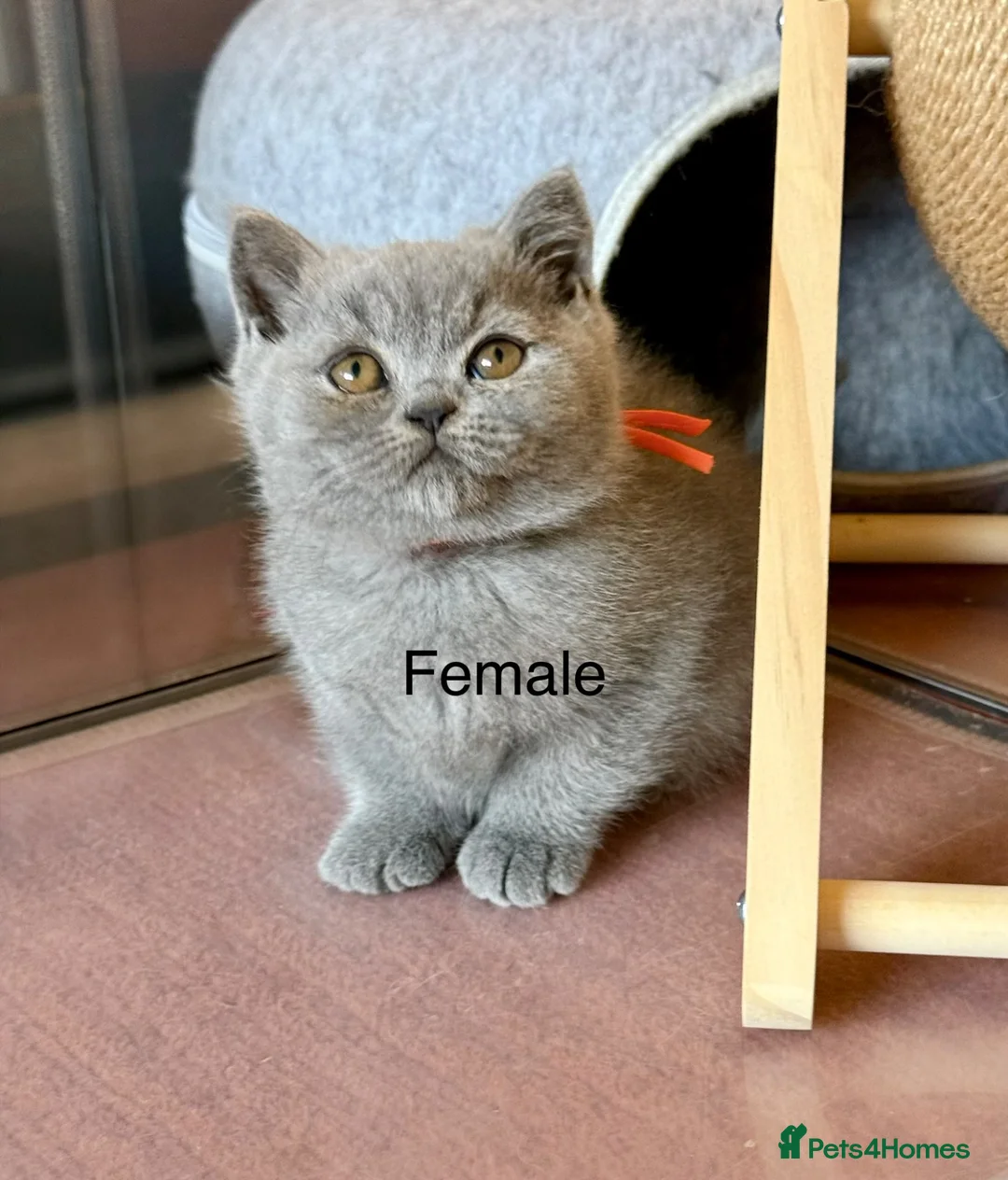 British Shorthair cats for sale: British Shorthair kittens open for reservations  - Advert 2