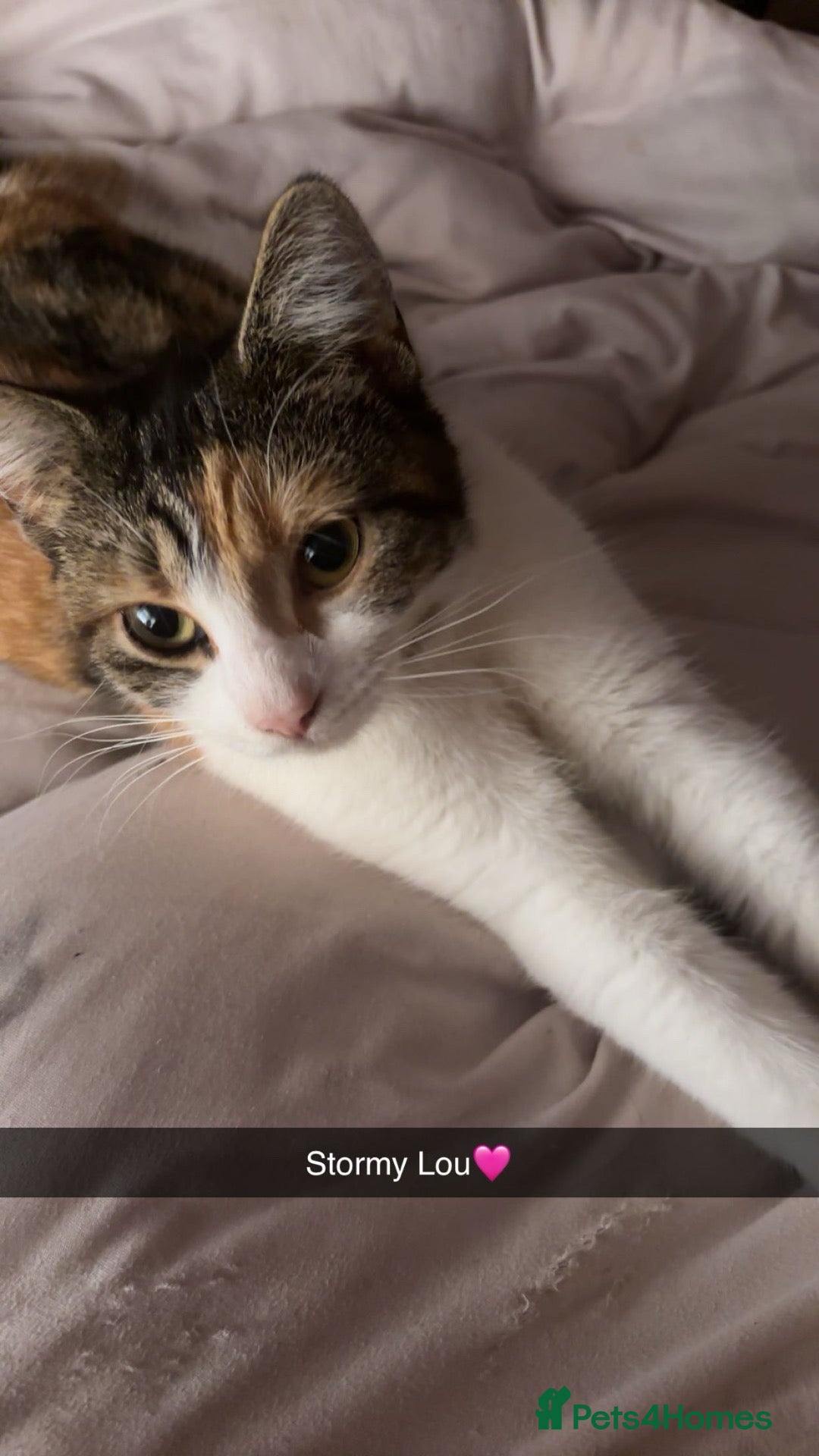 Mixed Breed cats Little girl ready to go to there forever home  - Advert 3