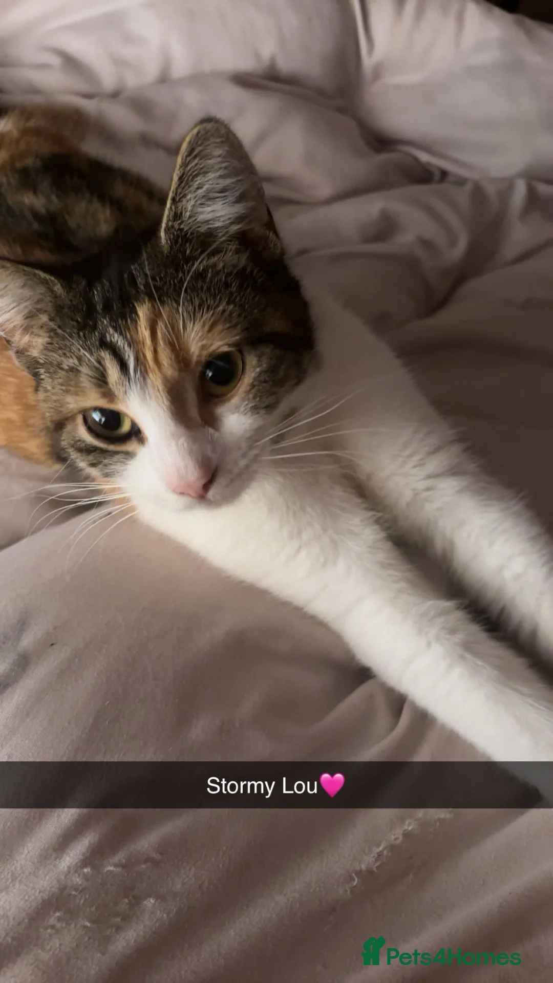 Mixed Breed cats for sale: Little girl ready to go to there forever home  - Advert 1