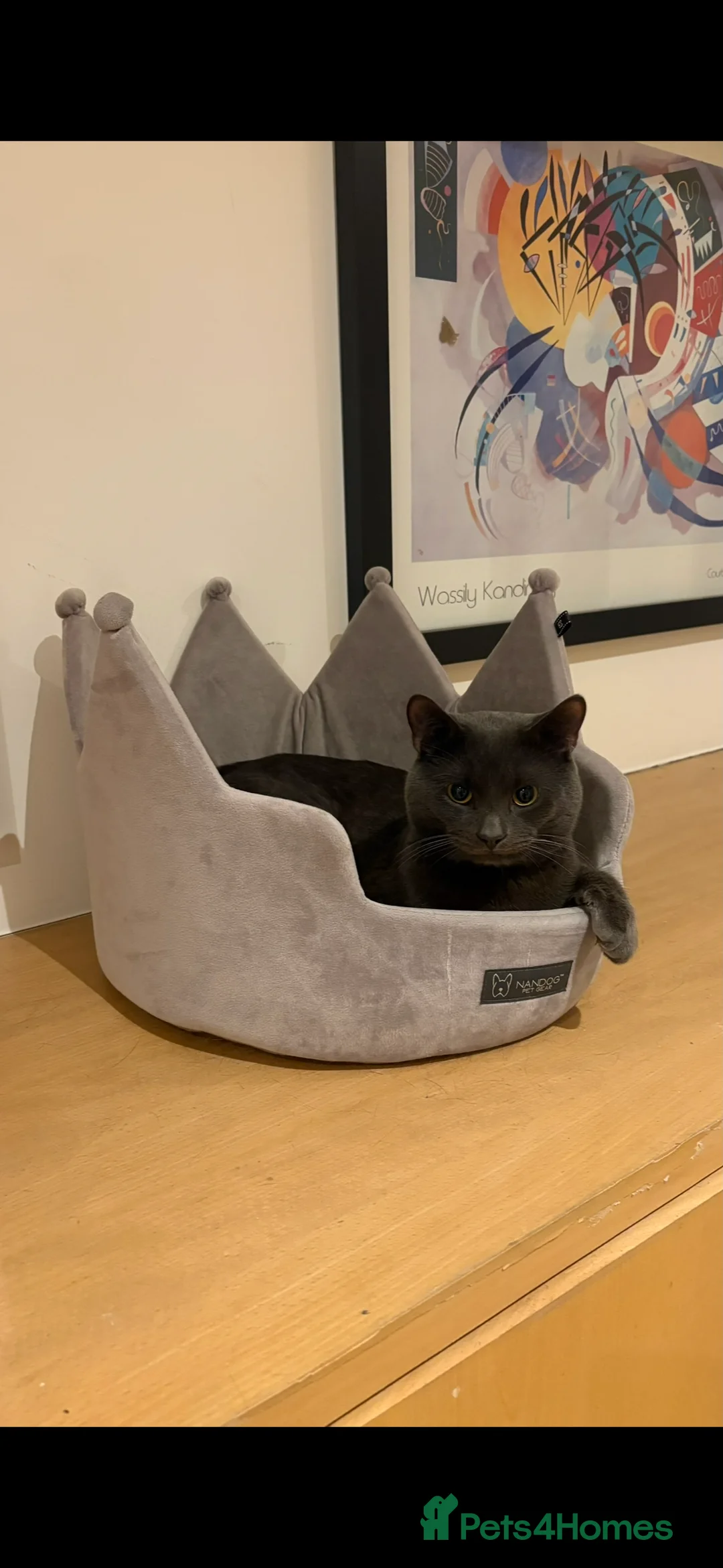 British Shorthair cats for sale: Grey British Shorthair Male – Loving & Cuddly  in Glasgow - Advert 2