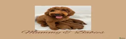 Labradoodle dogs for sale: Australia labradoodle puppies  - Advert 6