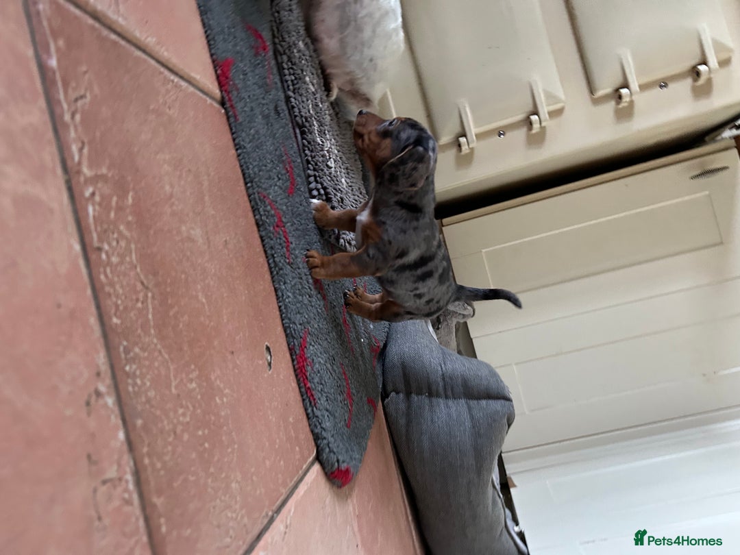 Mixed Breed dogs for sale: Jack weenier’s   - Advert 10