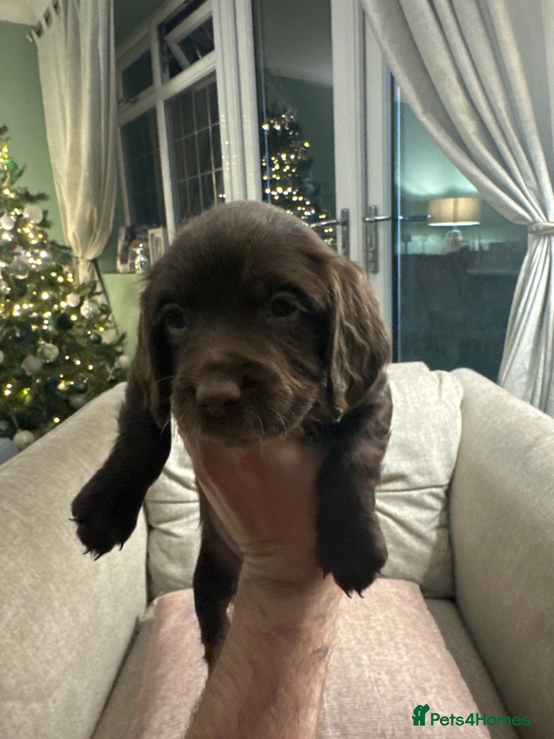 Cocker Spaniel dogs for sale: Litter of Cocker Spaniels ready for New Year - Advert 31