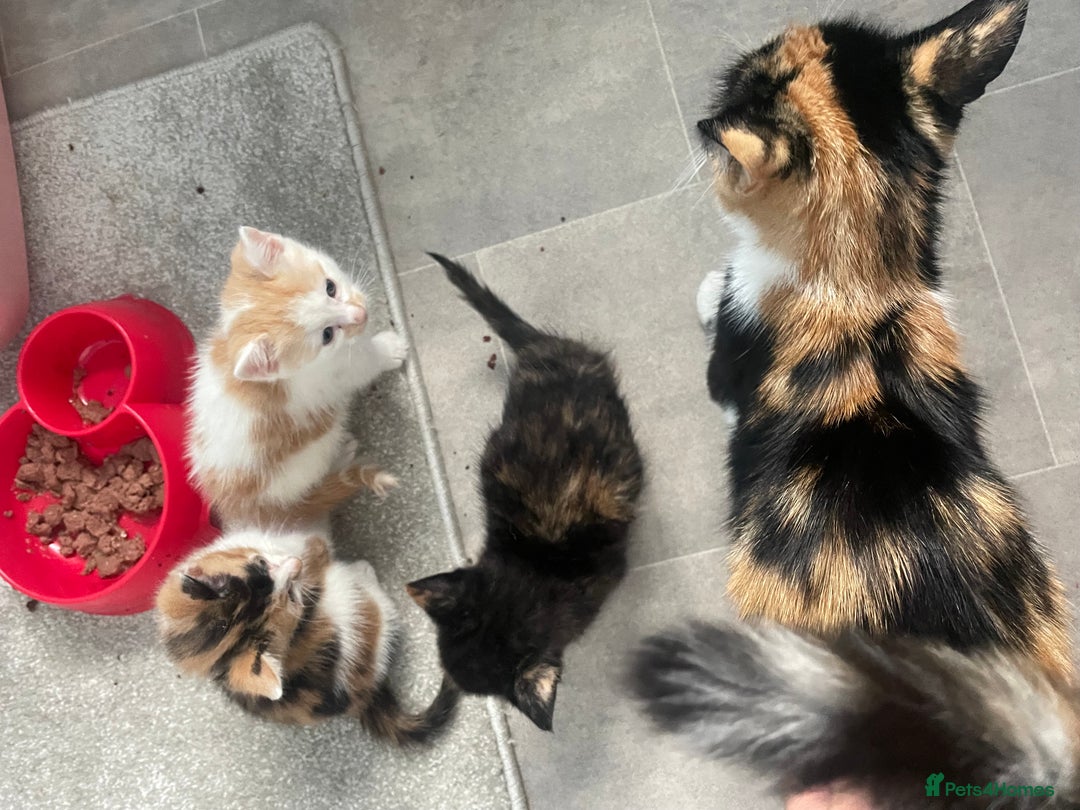 Mixed Breed cats for sale: 3 kittens 2 girls 1 boy  - Image 12