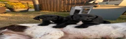 Springador dogs for sale: Springador Puppies🐶 - Advert 9