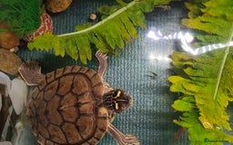 Terrapin reptiles for sale: Pair Mississippi Map Turtle  - Image 3