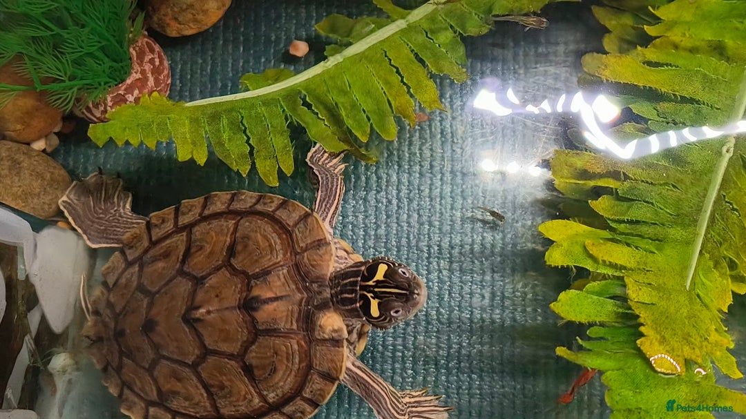 Terrapin reptiles for sale: Pair Mississippi Map Turtle  - Image 3