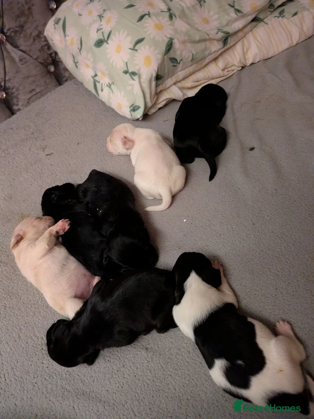 Mixed Breed dogs for sale: Cockapoo x labradoodle  - Advert 2