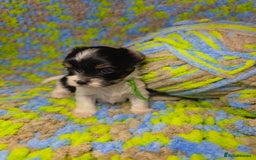 Biewer Terrier dogs for sale: Pure breed Biewer Terrier puppies 4 Generation  - Image 8