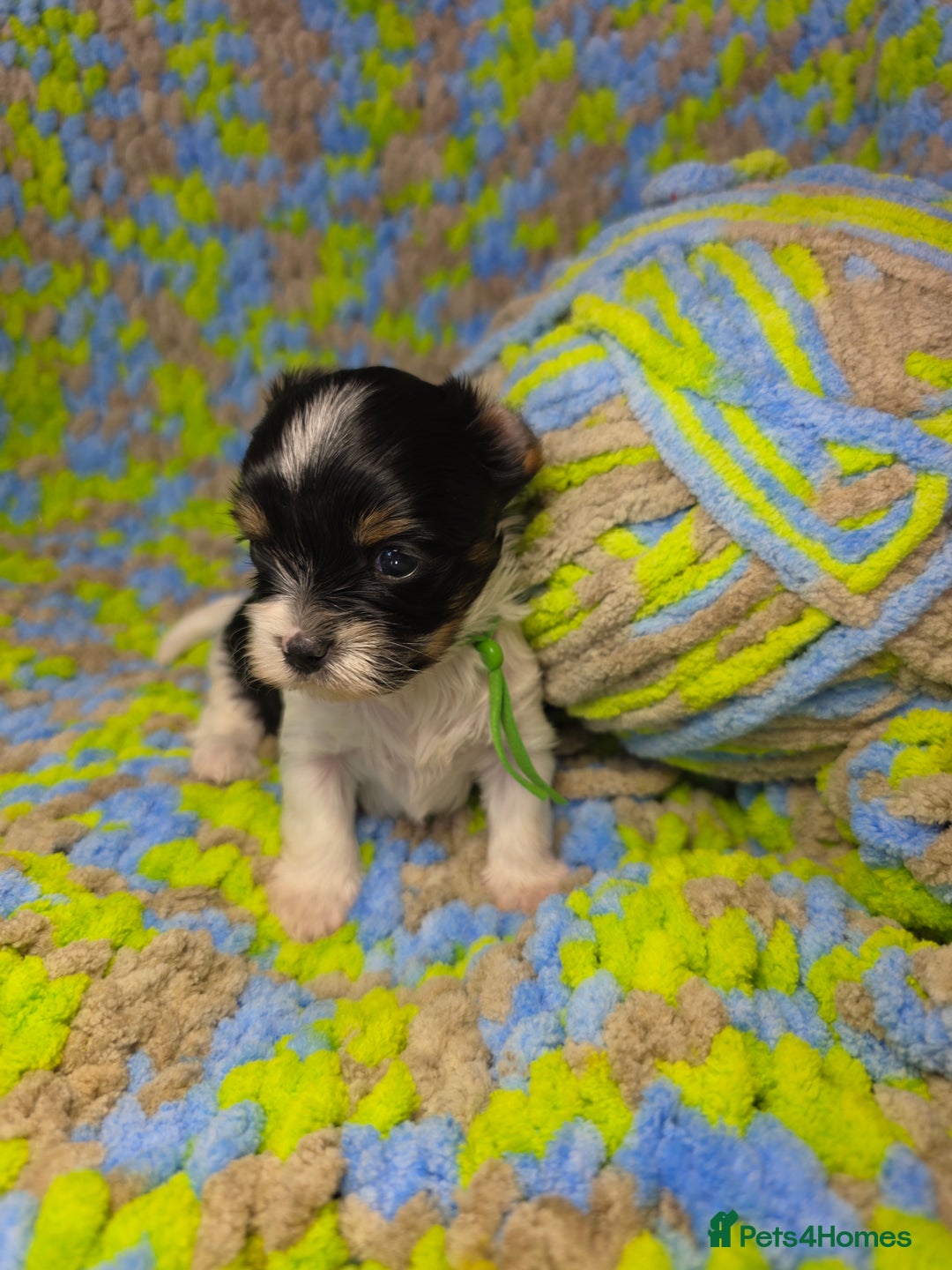 Biewer Terrier dogs for sale: Pure breed Biewer Terrier puppies 4 Generation  - Image 8