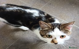 Mixed Breed cats for sale: Three cats in need of a home - Advert 3