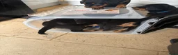 Rottweiler dogs for sale: 3 Male Rottweiler puppies  in Worksop - Advert 7