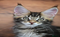 Maine Coon cats for sale: 👑 6 Majestic, health tested Kittens- TICA reg 🧬 - Image 14