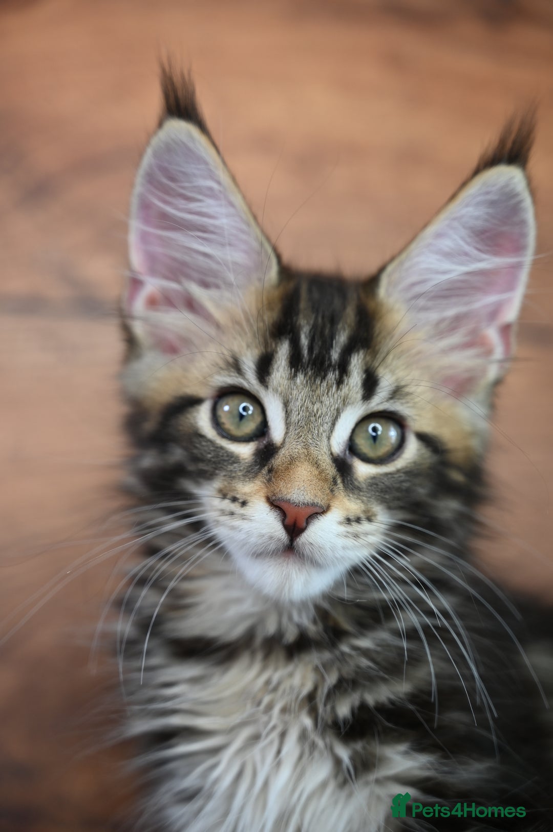 Maine Coon cats for sale: 👑 6 Majestic, health tested Kittens- TICA reg 🧬 - Image 14