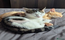 Mixed Breed cats for sale: Beautiful 11 month female cat - Image 3