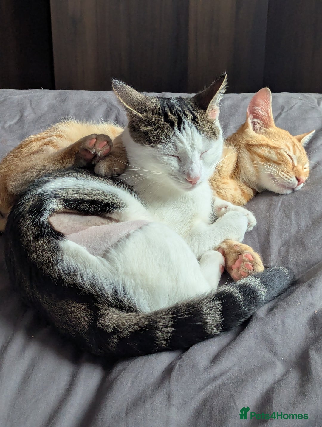 Mixed Breed cats for sale: Beautiful 11 month female cat - Image 3