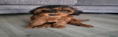 Cockapoo Puppy 1