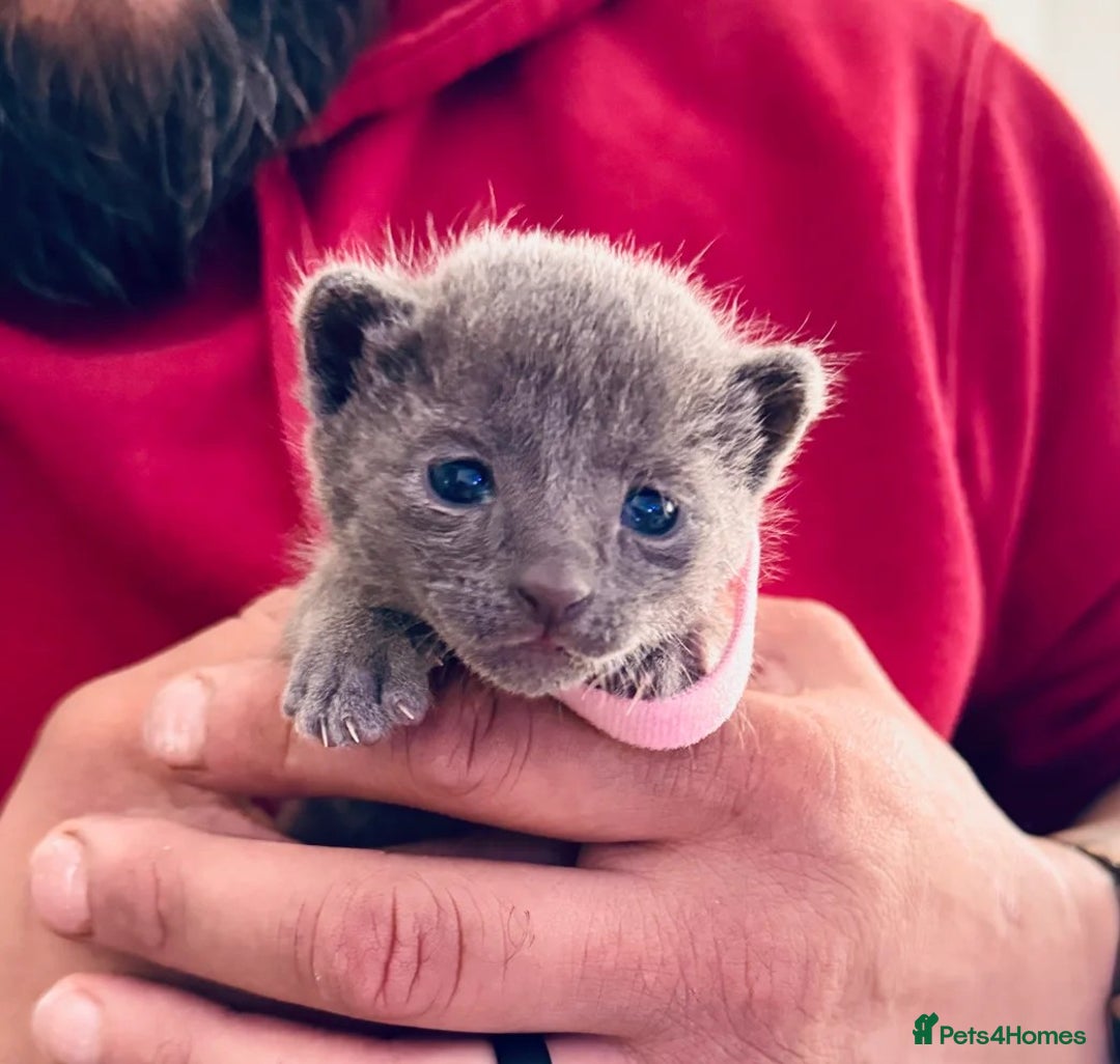 Russian Blue cats for sale: **Pure Breed Russian Blue Kittens** - Advert 2