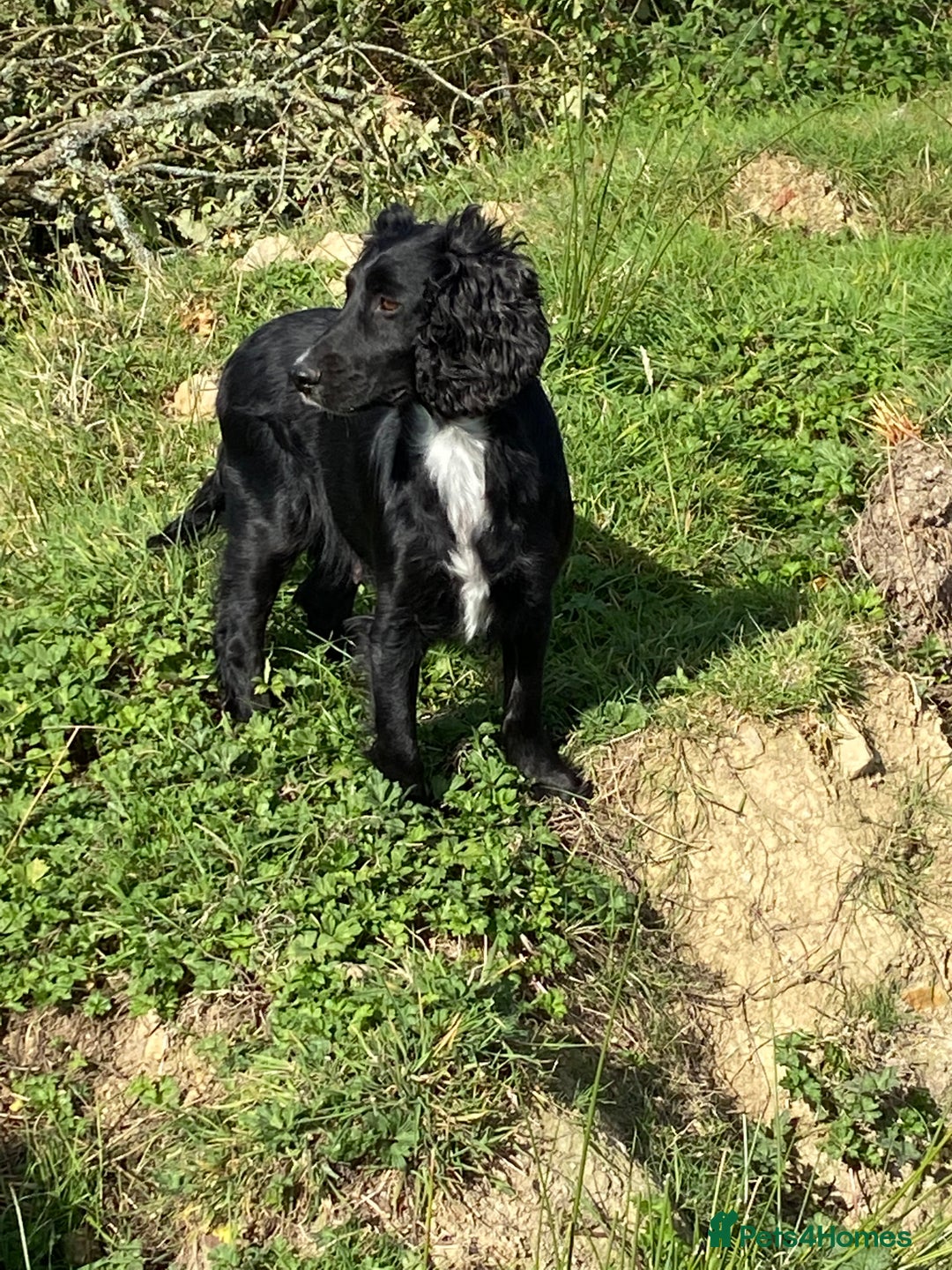 Cocker Spaniel dogs for sale: Well socialised Pedigree Cocker pups - Image 21