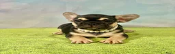 French Bulldog dogs for sale: Beautiful French Bulldog puppies! - Advert 16