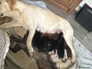 Labrador Retriever dogs KC registered Labradors - Advert 2