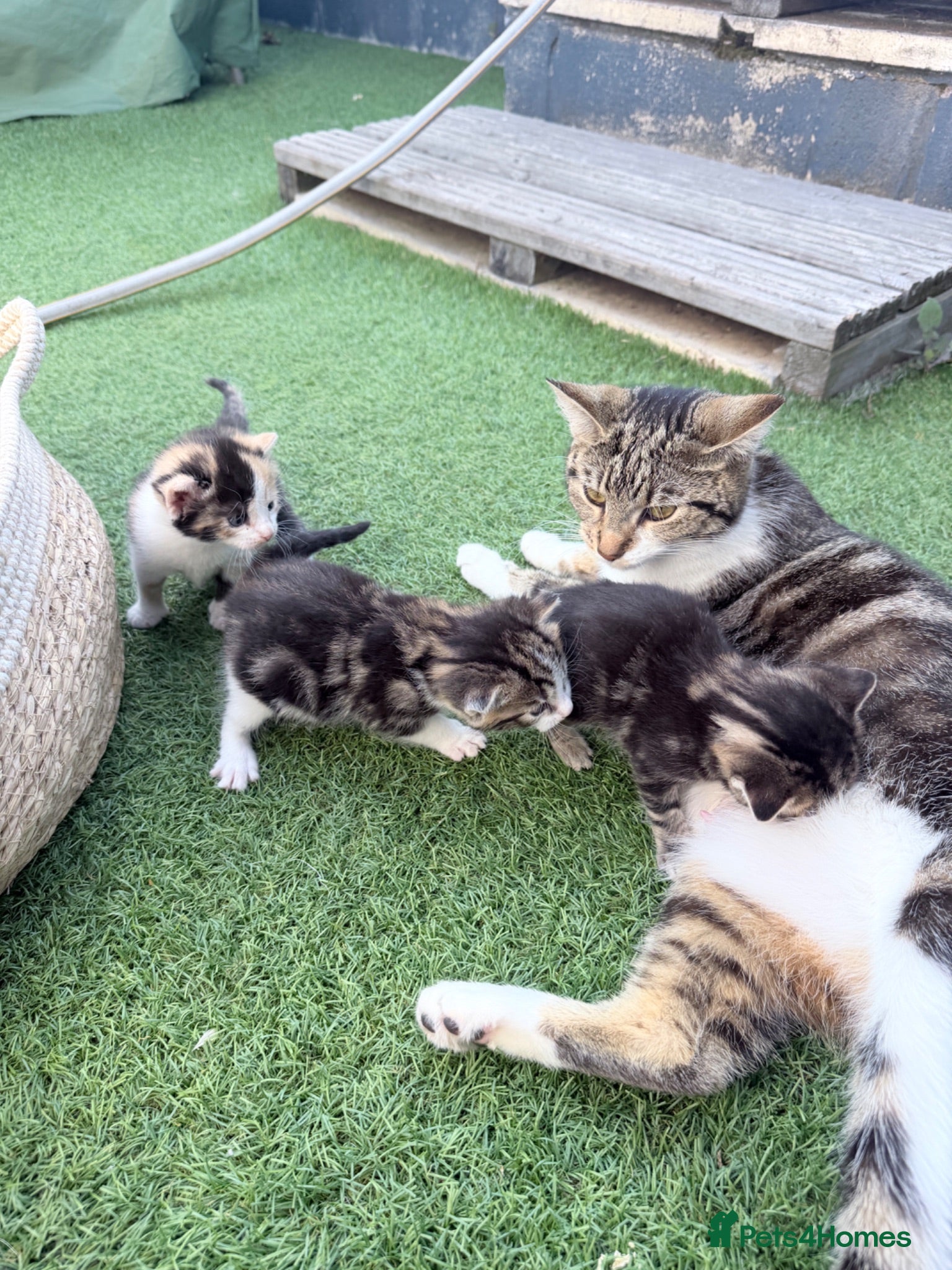 Mixed Breed cats 3 Lovely kittens  - Advert 14