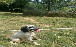 English Setter dogs for adoption: Floss - Image 2