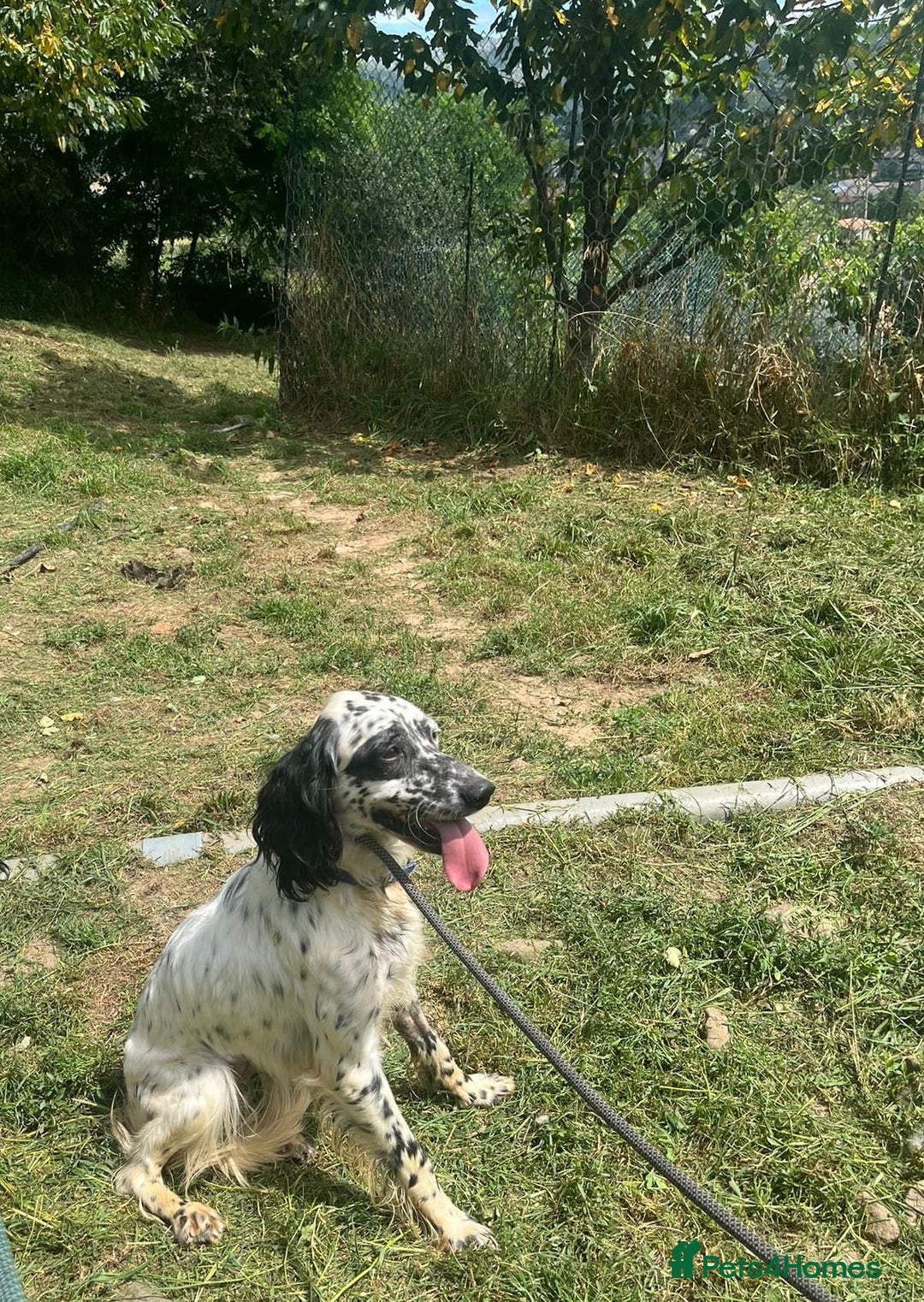 English Setter dogs for adoption: Floss - Image 2