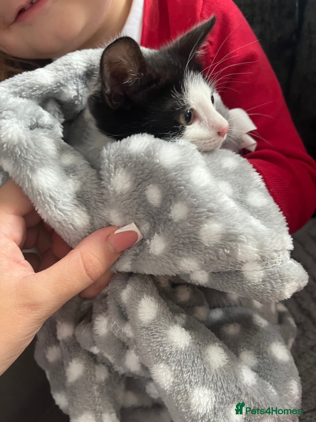 Mixed Breed cats for sale: Black & white kitten - Image 5