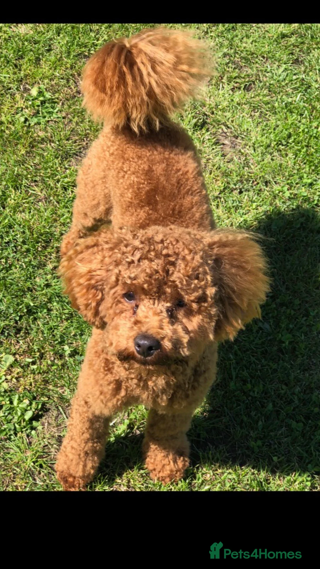 Toy Poodle dogs for stud: Proven Toy Poodle For Stud in Canterbury - Advert 2