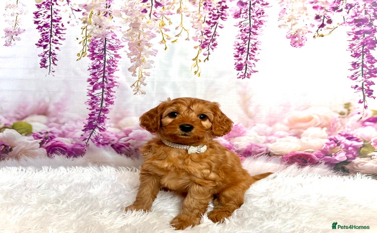 Cockapoo dogs - Advert 14