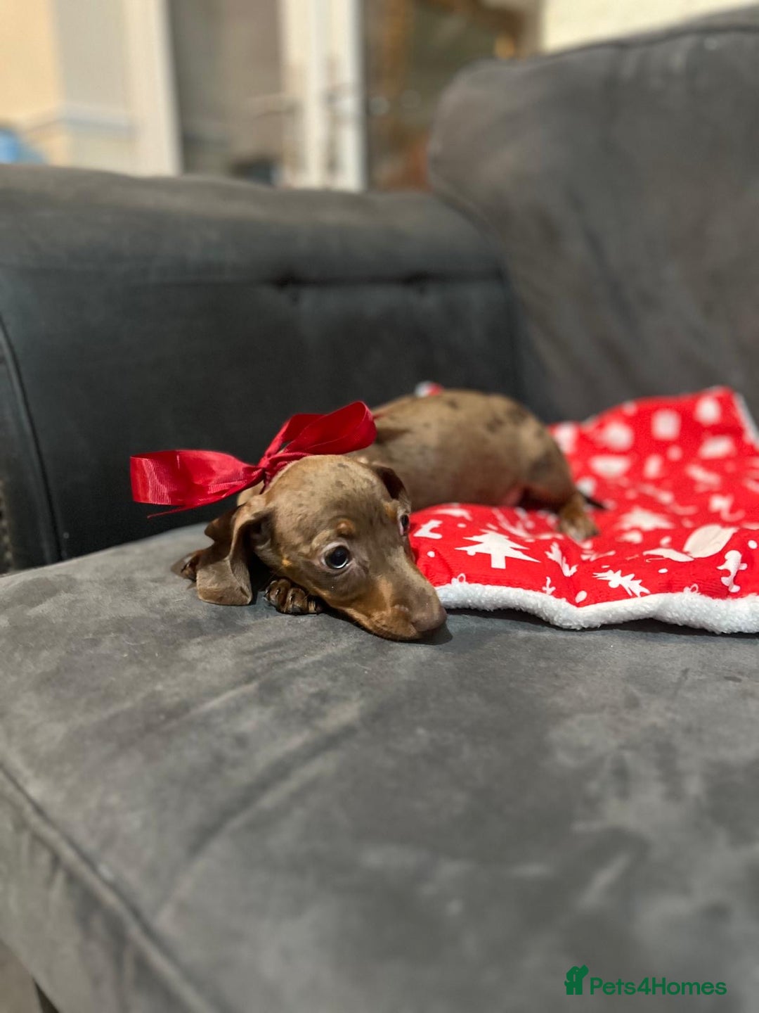 Miniature Dachshund dogs for sale: 5 kc reg PRA CLEAR MINI DACHSHUNDS - Advert 8